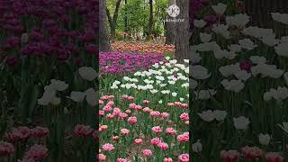 Tulip Festival in Seoul Forest(서울숲 튤립축제)