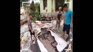 Nest with 100 snakes inside a mattress !!!