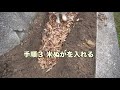 今冬も落ち葉を畑に入れて土作り