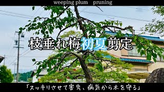 【枝垂れ梅】初夏剪定 〜ヒゲじいの豆知識を添えて〜