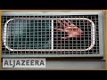 🇿🇼 Zimbabwe: Activists charged with plotting to subvert government | Al Jazeera English