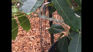 白柿靠接, an approach graphing of white sapote suebelle fruit tree