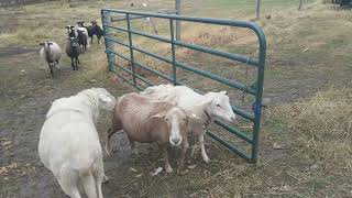 Start of Breeding Season 2019 - Smith Sheep Farms