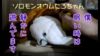 ソロモンオウムたろちゃん　眠そうな時は静かに遊ぶのがお約束😁　Play quietly with a sleepy cockatoo