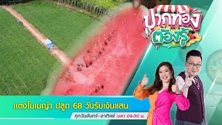 แตงโมเมญ่า ปลูก 68 วันรับเงินแสน | ปากท้องต้องรู้ | 26 ก.พ. 2565