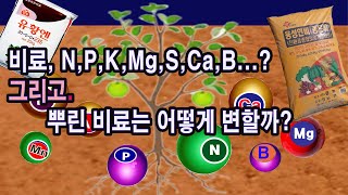 우리가 주는 비료 정말 N, P, K, Mg, Ca, S, B...이 원소 그대로 줄까? 그리고 뿌린 비료는 어떻게 변하여 흡수될까? (비료, 비료 제조법, 영양소, 이온화)