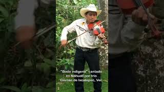 El trío Gavilán de Ixcatepec Ver. nos interpreta un son tradicional cantado en Náhuatl