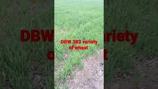 DBW 303 variety of wheat