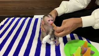 So lovely adorable baby monkey