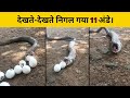 Cobra ने खाए मुर्गी के 11 अंडे। #snake #cobra #egg #chicken