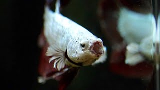 Cute Betta Fish Burping Bubbles and Yawning Compilation