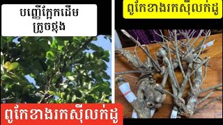 បញ្ញេីក្អែកដេីមក្រូចថ្លុងស្នេហខាងរកសុីនឹងលក់ដូរ Tomato grapefruit love for business and sales