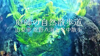 山梨県 忍野八海を水中散歩。