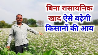 ऑर्गेनिक गेहूं एवं धनिया, ना यूरिया ना डीएपी, ऐसे लें अच्छी पैदावार || Organic Wheat Natural farming