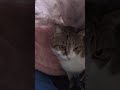 布団の中からこんにちわ　 cat 猫