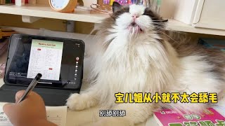 陪读布偶猫想证明自己会洗漱，秒变拉丝布偶