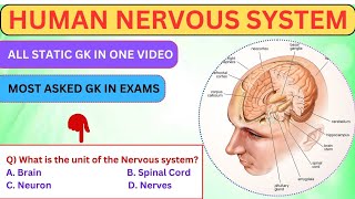 Human Nervous System: Important GK for Competitive Exams | #HumanNervousSystemGK #GKForExams.