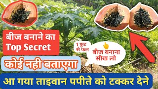 पपीते का बीज कैसे तैयार किया जाता है || How to prepare desi papaya seeds || देसी पपीते ki kheti ||