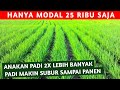 CUMA MODAL 24 RIBU !! ANAKAN PADI MAKIN BANYAK 3X LIPAT, PADI SUBUR SAMPAI PANEN