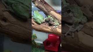 緑色がキレイな3匹の背乗りカエル🐸/Three frogs with beautiful green color!