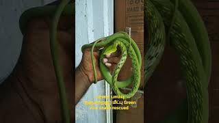 பச்சை பாம்பு (நஞ்சற்றது) மீட்பு Green vine snake rescued