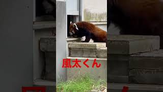 #shorts 元気です❣️風太くん　レッサーパンダ　千葉市動物公園　2023年3月12日