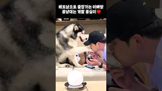 주인이 3일간 자리를 비울 때 막내 허스키의 행동은???