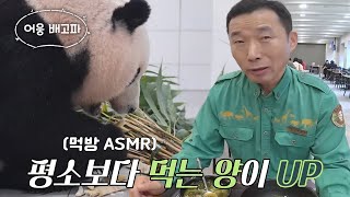 강철원 사육사×아이바오, 신나는 식사시간 (ft. 당근 ASMR) #푸바오와할부지 #SBSenter