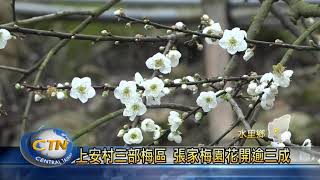 上安村三部梅區　張家梅園花開逾三成