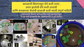 कमळाचे बी कसे लावायचे  |कमळाचे रोप कसे लावावे | How to grow Lotus Plant from seeds|