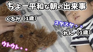 【トイプードル】犬と赤ちゃんの仲良しモーニングルーティン！