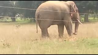 जशपुर tapkara साजबहार में जंगली हाथी झुंड से अलग || #elephant jashpur 🐘 sonatongri