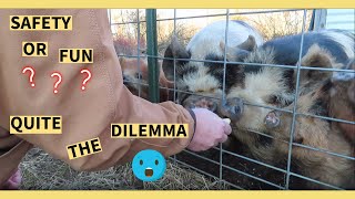 IS IT SAFE TO FEED KUNEKUNE PIGS BY HAND?  NOT SURE, BUT IT'S FUN!