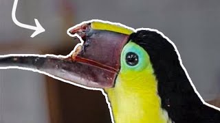 TUCAN SIN PICO! 😨 Lo GOLPEARON Gravemente 😢 | La Historia de Grecia