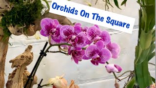 Delray Beach Orchid Society Show Oct ‘24