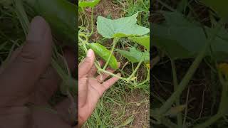 Muncher Cucumber Update #garden #gardening #plants #growth