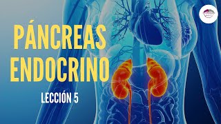 5. PANCREAS ENDOCRINO (FISIOLOGÍA DEL SISTEMA ENDOCRINO)