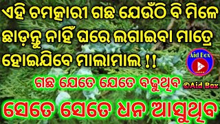 ତନ୍ତ୍ରୋକ୍ତ ଧନ ବୃକ୍ଷ: ଯେତେ ଯେତେ ବଢୁଥିବ ସେତେ ସେତେ ଧନ ଆସୁଥିବ | Money Tree Tantra Mantra Vasikaran Tips