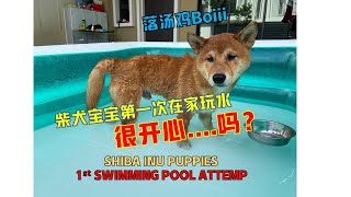 柴犬寶寶在家玩水，開心吗？ Shiba inu puppies having great time while playing in the swimming pool 【柴犬奶茶】