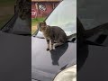 人の車の上でお散歩してる猫 石垣島 cute ishigakiisland 猫 ねこ cat 子猫 animals kawaii かわいい　 散歩 おさんぽ