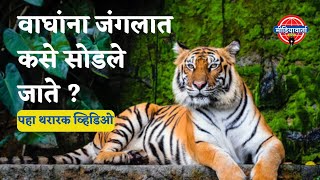 वाघांना जंगलात कसे सोडले जाते? पाहा हा थरारक व्हिडिओ | नवेगाव नागझिरा प्रकल्प