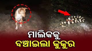 Dog Saves Master's Life From Snake In Keonjhar's Ghatagaon || KalingaTV