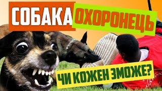 Генетичні якості СОБАКИ для ЗАХИСНОЇ СЛУЖБИ - ЦМСС 50