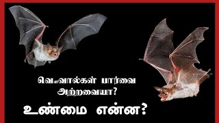 வௌவால்களுக்கு இரவில் கண் தெரியாதா? உண்மை என்ன?