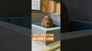 【マニア向け】カピバラの鼻を観察する動画