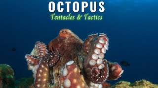 Octopus: Eight-Armed Enigma