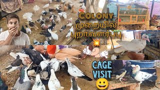 Colony Breeding முறை புறா வளர்ப்பு 😍 // Cage visit 💕 @Pigeon_lover143