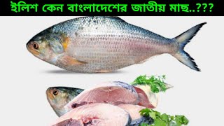 ইলিশ কেন বাংলাদেশের জাতীয় মাছ? Why Hilsa The National Fish Of Bangladesh? Hilsa Facts In Bangla