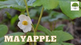 Mayapple- TN Nursery