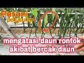 mengatasi rontok daun akibat bercak daun